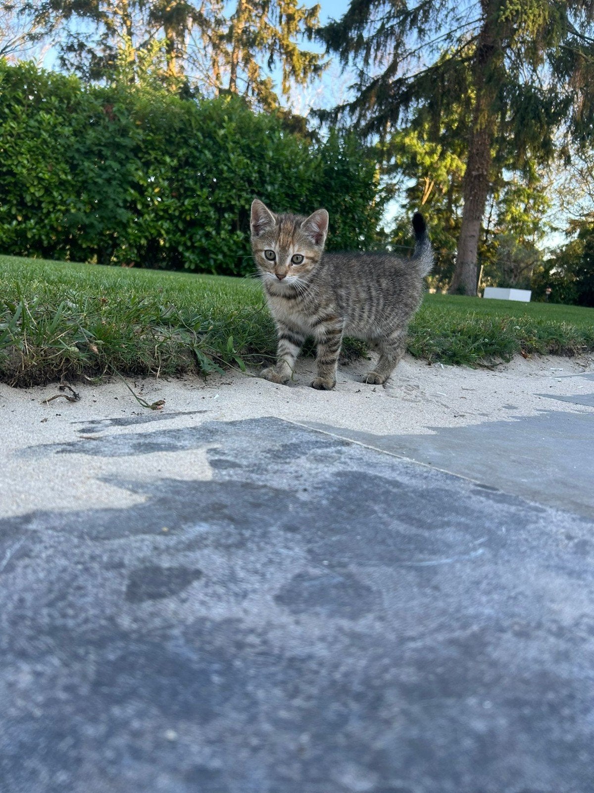 2 kittens, Meerdere dieren
