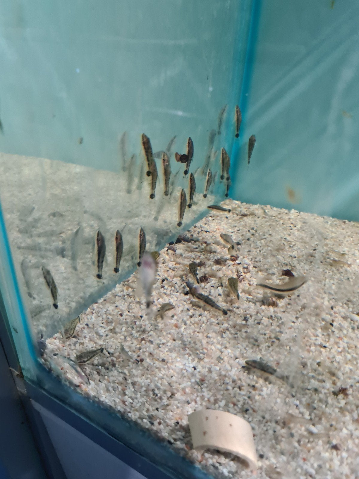 Otocinclus Vittatus algeneter, dwergalgeneter, Vis, Zoetwatervis, Schoolvis