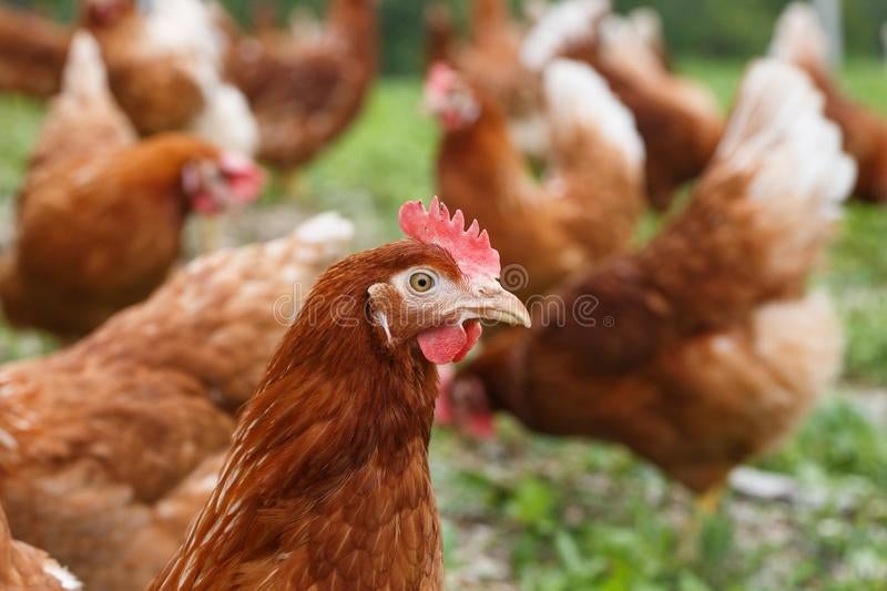 Broedeieren, Dieren en Toebehoren, Pluimvee, Geslacht onbekend, Kip