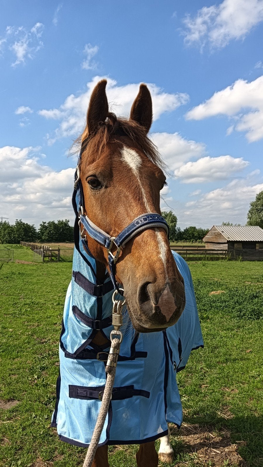 Anky Halster Mesh Chic Deep Blue Cob, Dieren en Toebehoren, Ophalen of Verzenden, Nieuw