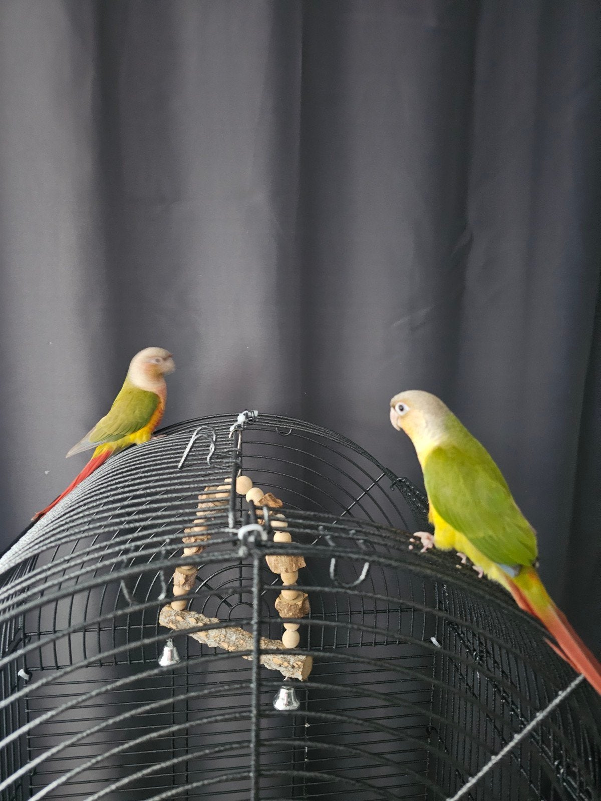 Pyrrhura's pineapple koppel met kooi., Dieren en Toebehoren, Vogels | Parkieten en Papegaaien, Meerdere dieren, Parkiet, Tam