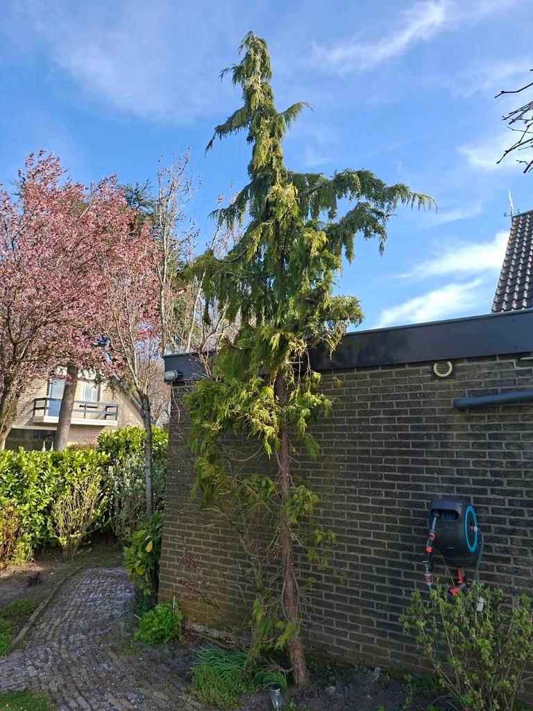 Conifeer, gratis, Tuin en Terras, Bloeit niet, Overige soorten, 100 tot 250 cm, Ophalen