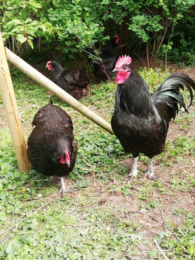 Toompje zwarte australorp groot, Meerdere dieren, Kip