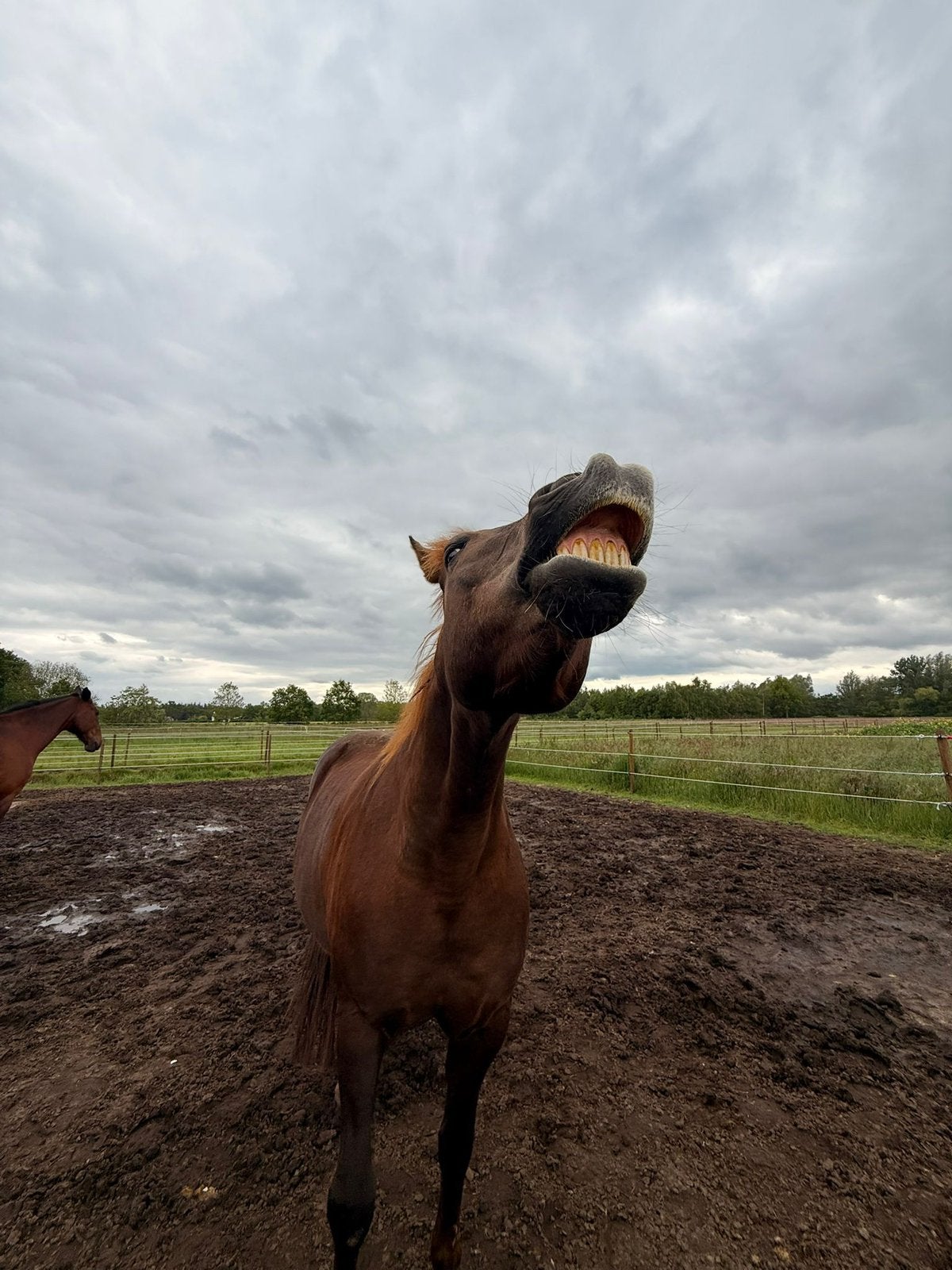 Ruimte voor 2 ruinen <1,50 meter, Dieren en Toebehoren, Weidegang, 2 of 3 paarden of pony's