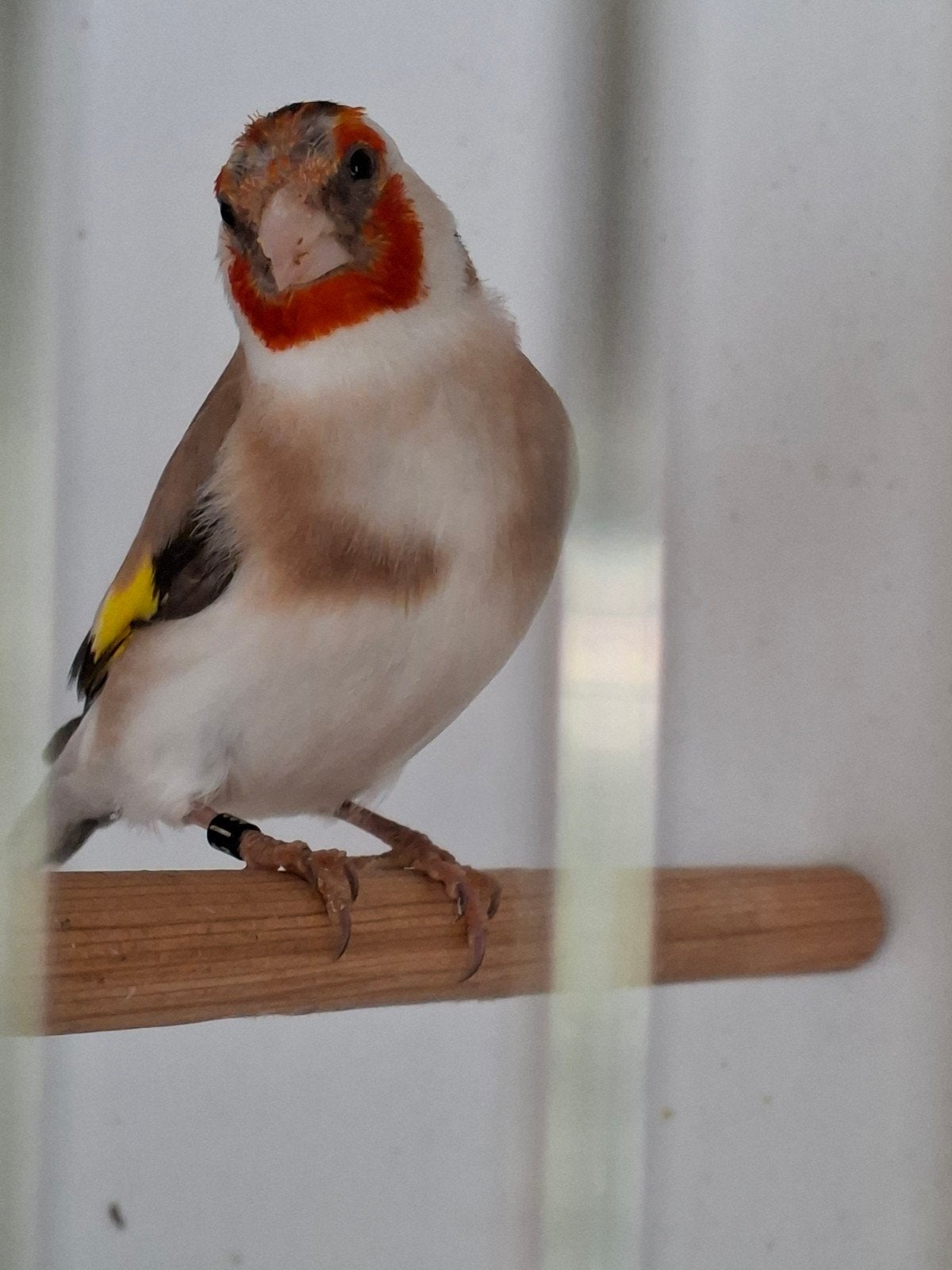 Putter man, Dieren en Toebehoren, Vogels | Overige Vogels, Mannelijk, Wildzangvogel, Geringd