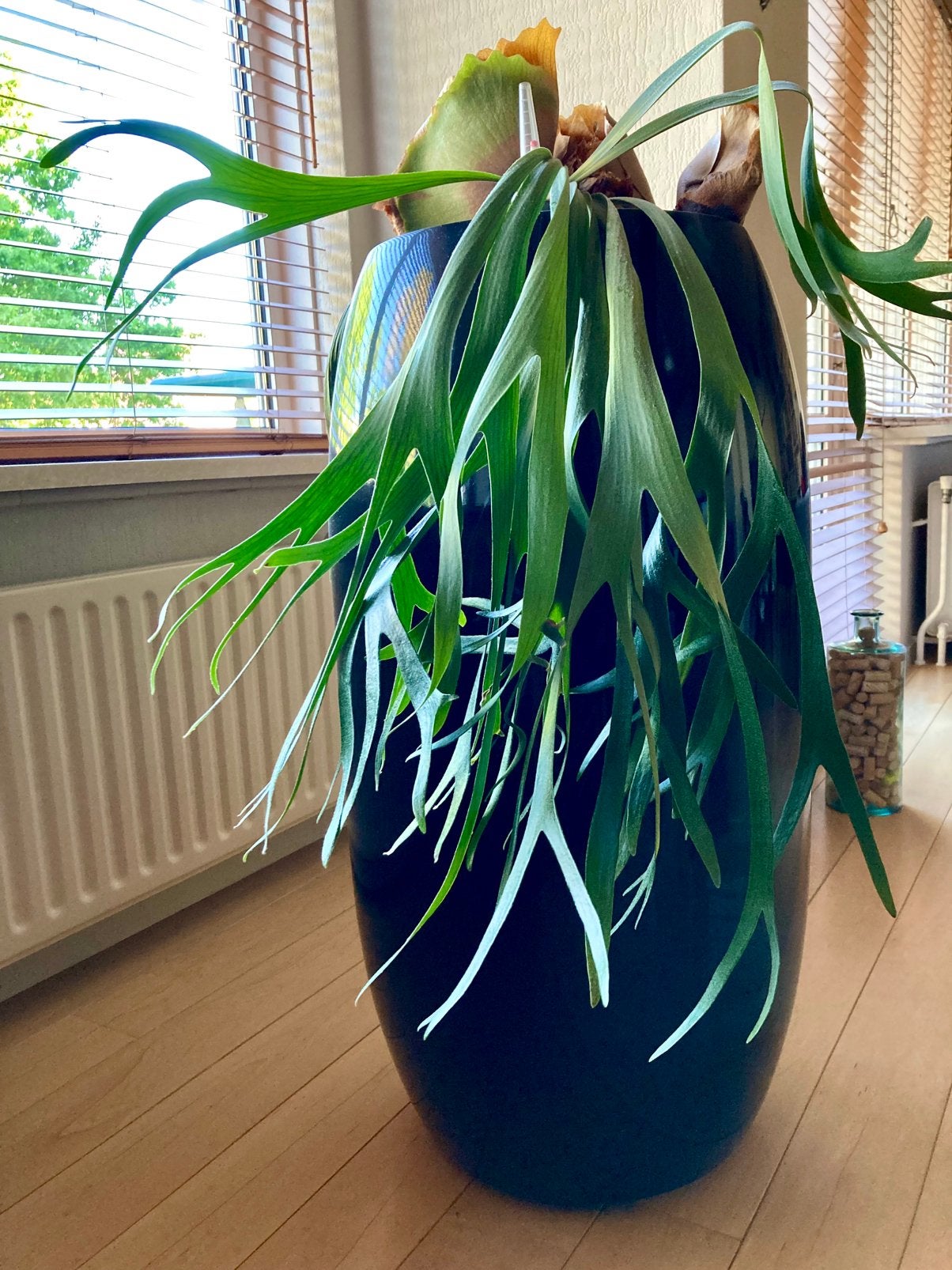 XXL Verrijdbare zwarte kunststof planten-/bloemenpot, Tuin en Terras, Kunststof, Rond, Zo goed als nieuw, Binnen