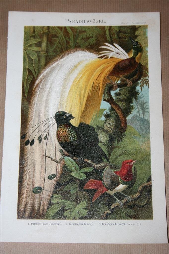 Antieke kleurenlitho - Paradijsvogels - Ca 1900 !!, Ophalen of Verzenden, Voor 1940, Zo goed als nieuw, Overige onderwerpen