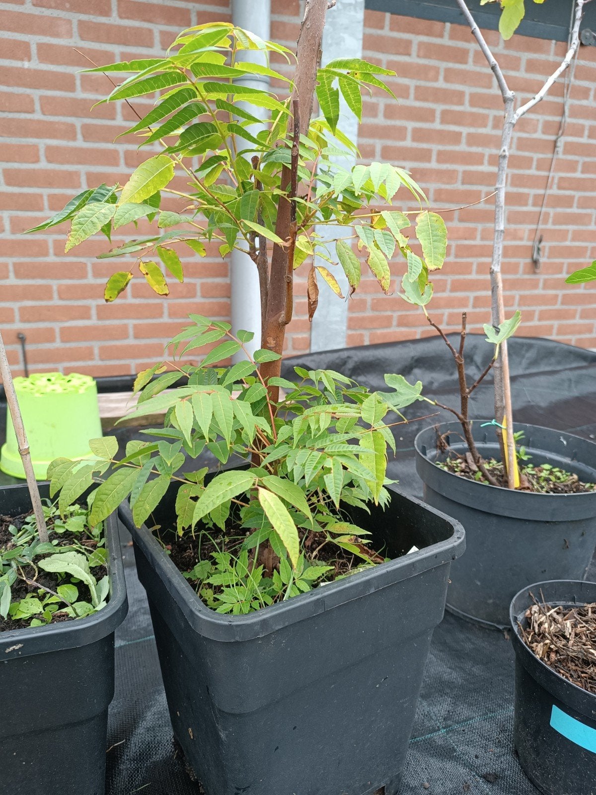 Uiensoep Boom Tonaa sinensis, Ophalen, Minder dan 100 cm, In pot, Overige soorten