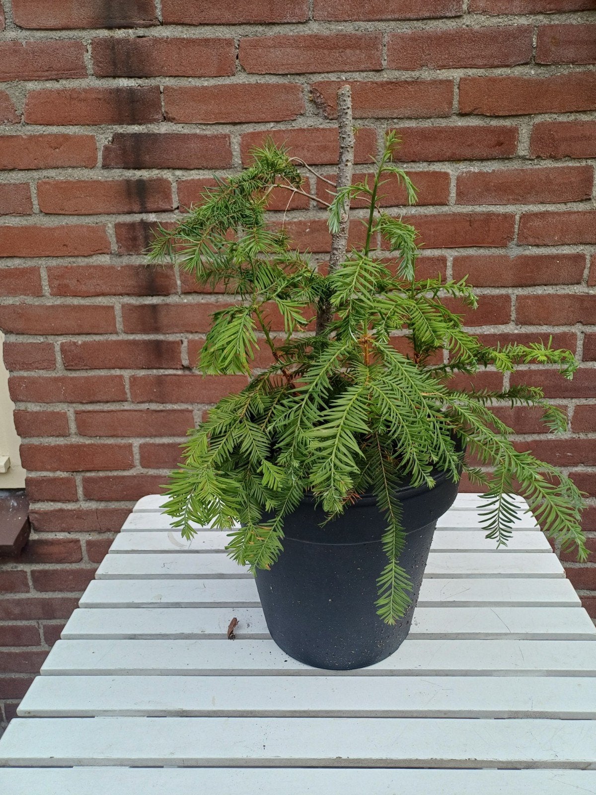 2 jonge bomen in 1 pot: Taxus & Douglasspar Pre Bonsai, Ophalen