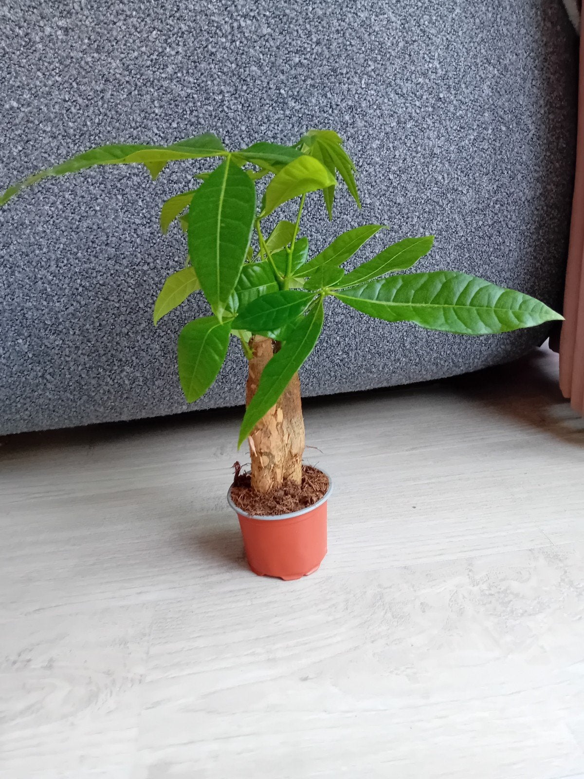 Pechira aquatica / Geldboom, Ophalen of Verzenden, Halfschaduw, Minder dan 100 cm