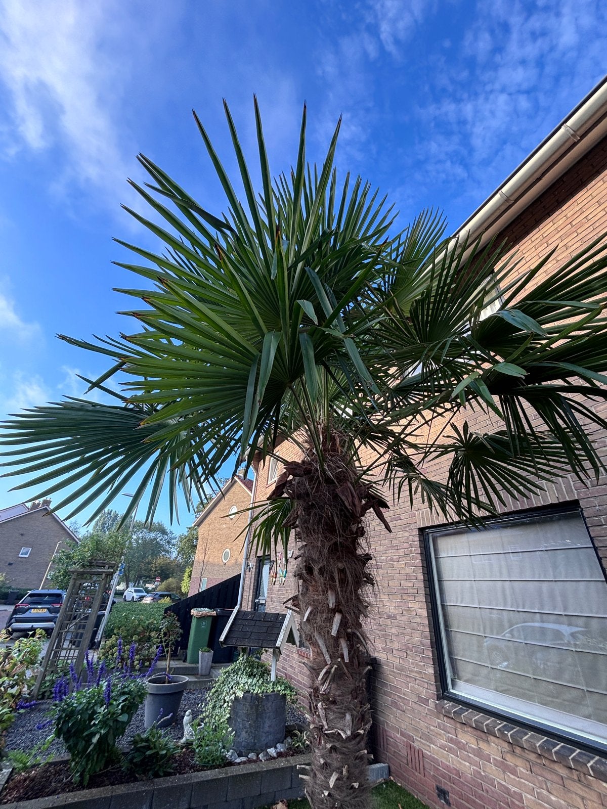 Grote Palmboom - Trachycarpus Fortunei, Volle zon, Bloeit niet, Ophalen of Verzenden, 250 tot 400 cm