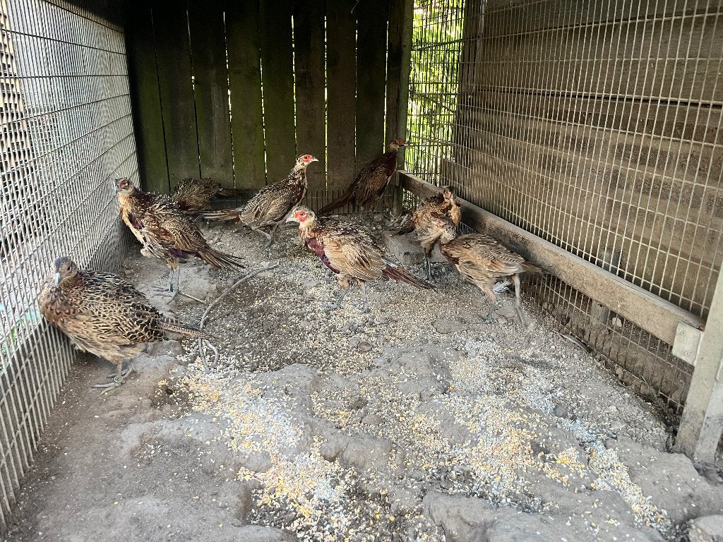 Bosfazant hanen, Dieren en Toebehoren, Pluimvee, Mannelijk, Overige soorten
