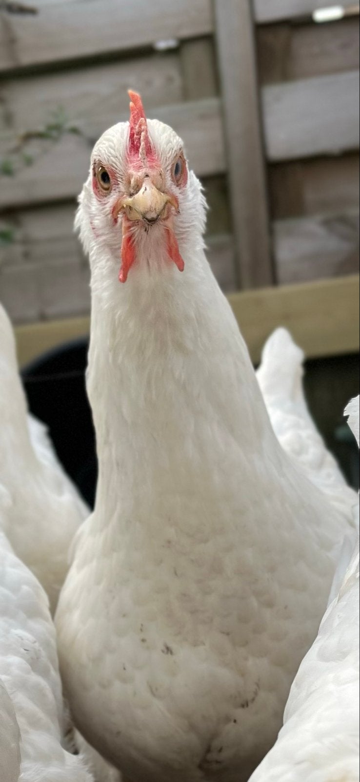 Drie legkippen, Dieren en Toebehoren, Vrouwelijk, Kip