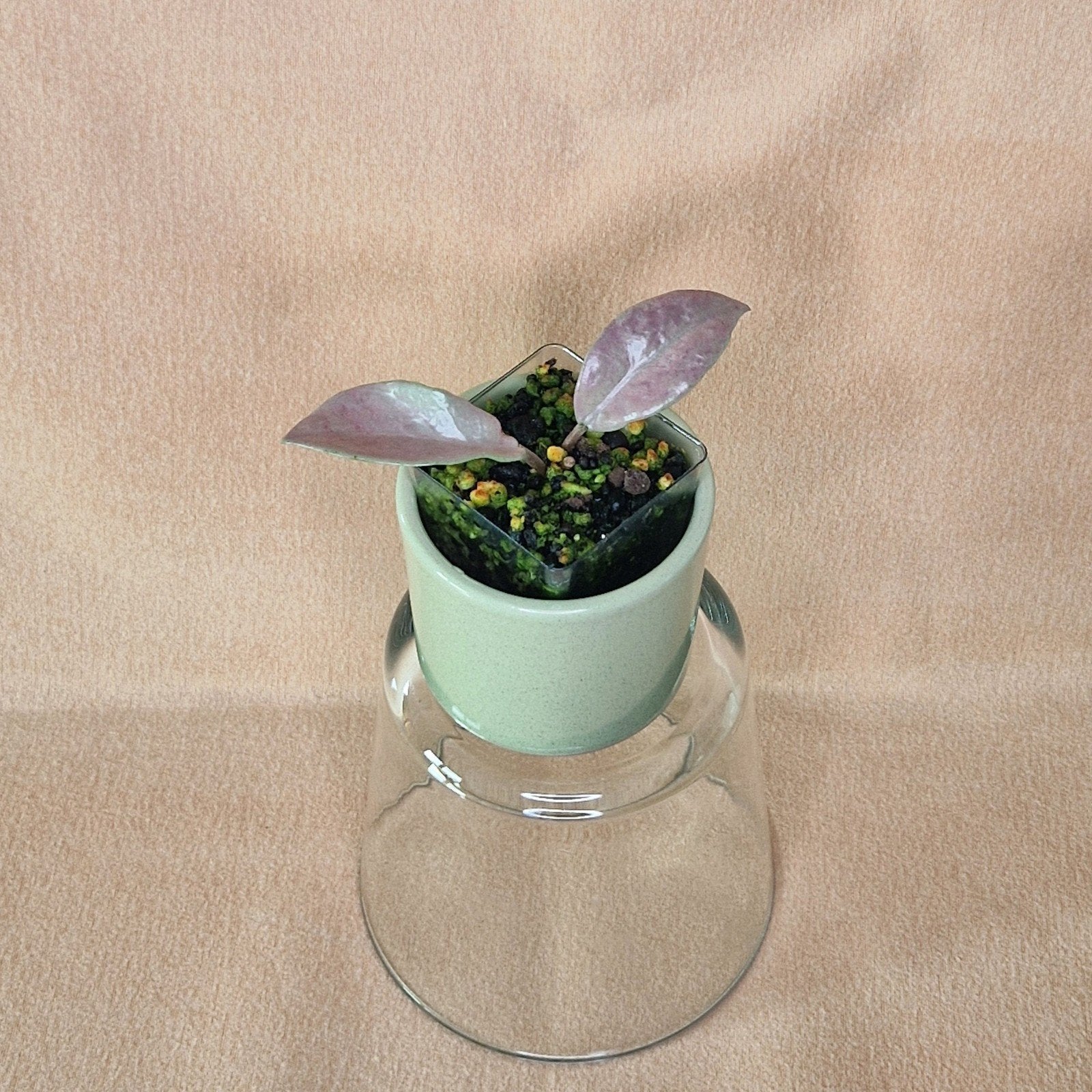 Hoya Wilbur Graves Silver 2, Huis en Inrichting, Verzenden, Overige soorten, Halfschaduw, Minder dan 100 cm