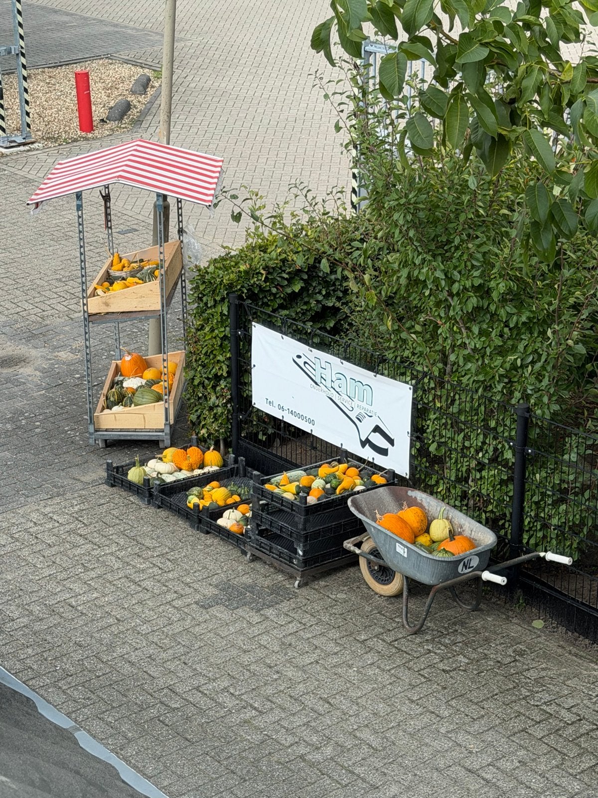 Decoratieve pompoenen en kalebassen, Tuin en Terras, Ophalen, Volle zon, Groenteplanten, Eenjarig