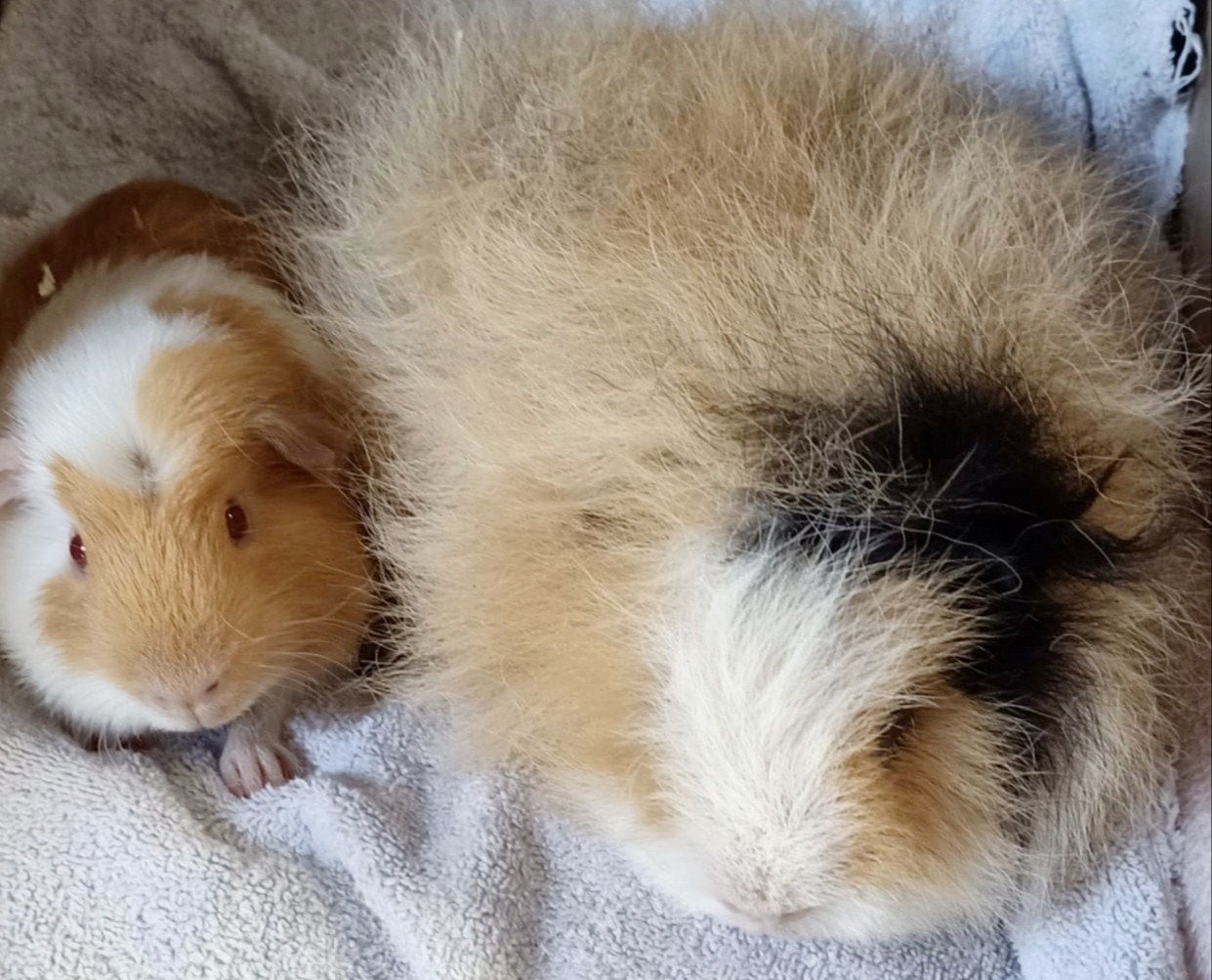 2 mooie cavia beertjes, 1 CH teddy en een gekruind gladhaar, Maart, Mannelijk, Cavia