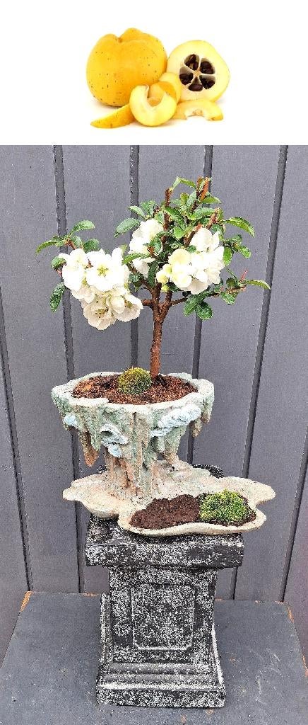 Witte Dwergkwee Bonsai In Sierlijke Pot- Chaenomeles Jet Tra, Tuin en Terras, Planten | Bomen, In pot, Halfschaduw, Lente, Minder dan 100 cm