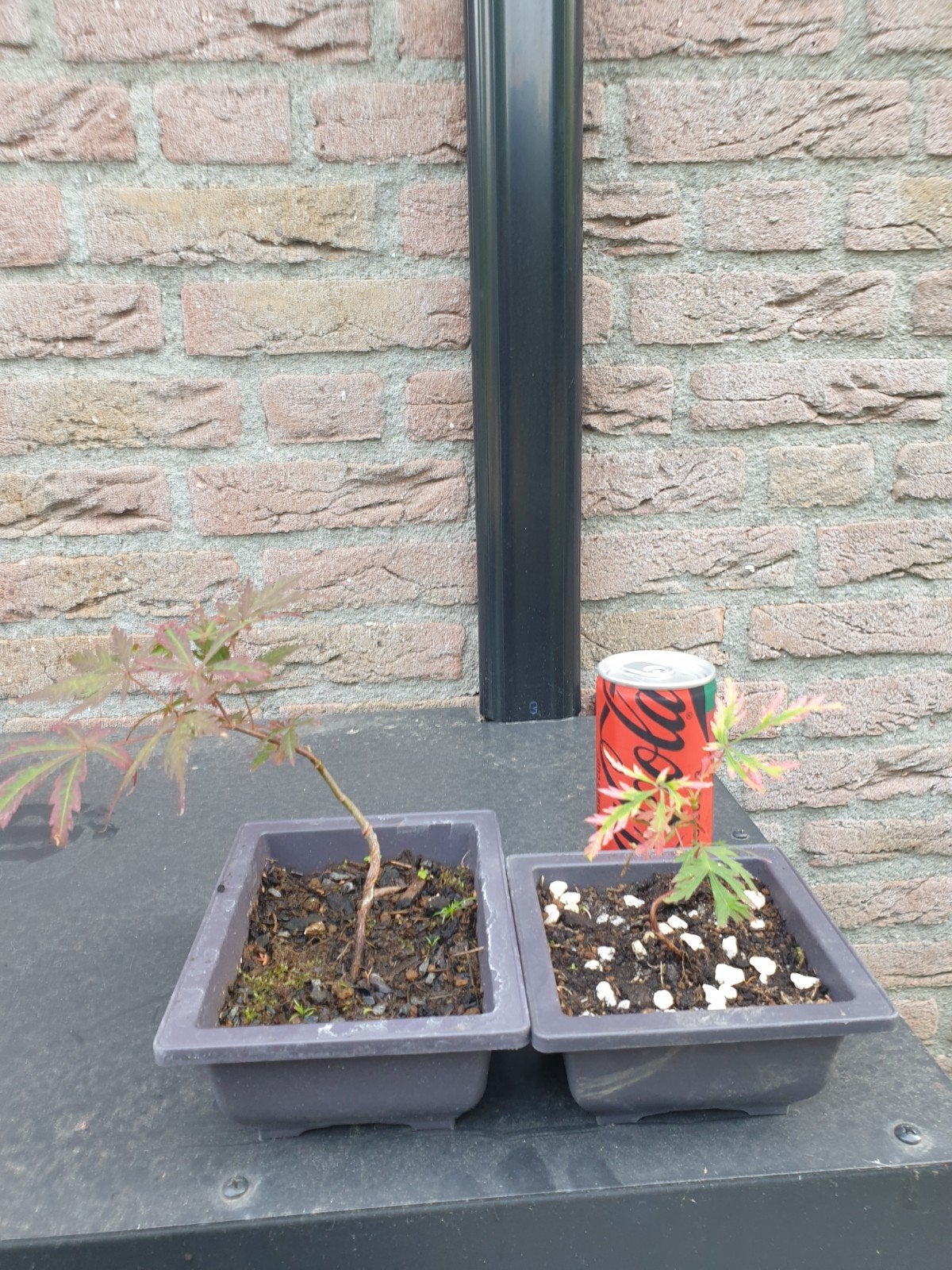 Bonsai Japanse Esdoorn Bonsai Boompjes - Set van 2, Overige soorten, Vaste plant, Ophalen of Verzenden, Halfschaduw