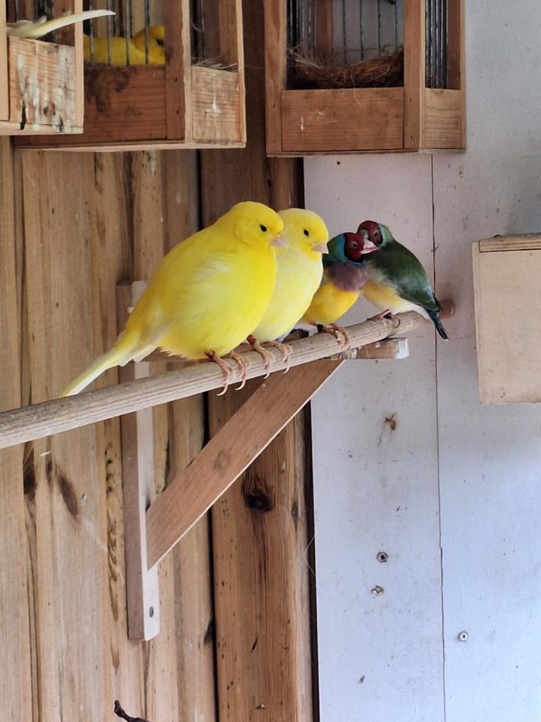Kanaries te koop, 2 x een pop enn2 x een man., Dieren en Toebehoren, Vogels | Kanaries, Meerdere dieren, Kleurkanarie