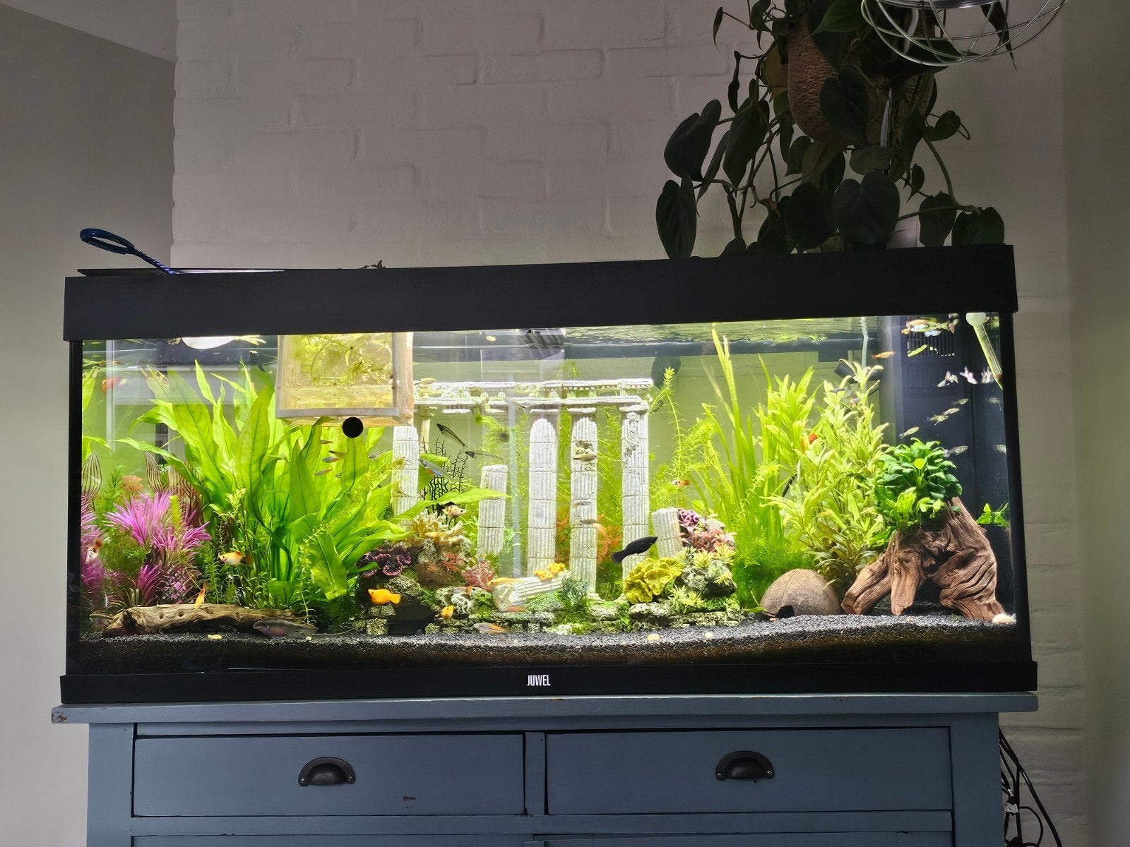 Gevuld zoetwater aquarium Juwel rio 240 liter z.g.a.n, Dieren en Toebehoren, Ophalen, Juwel, Inclusief vissen, Gevuld zoetwateraquarium