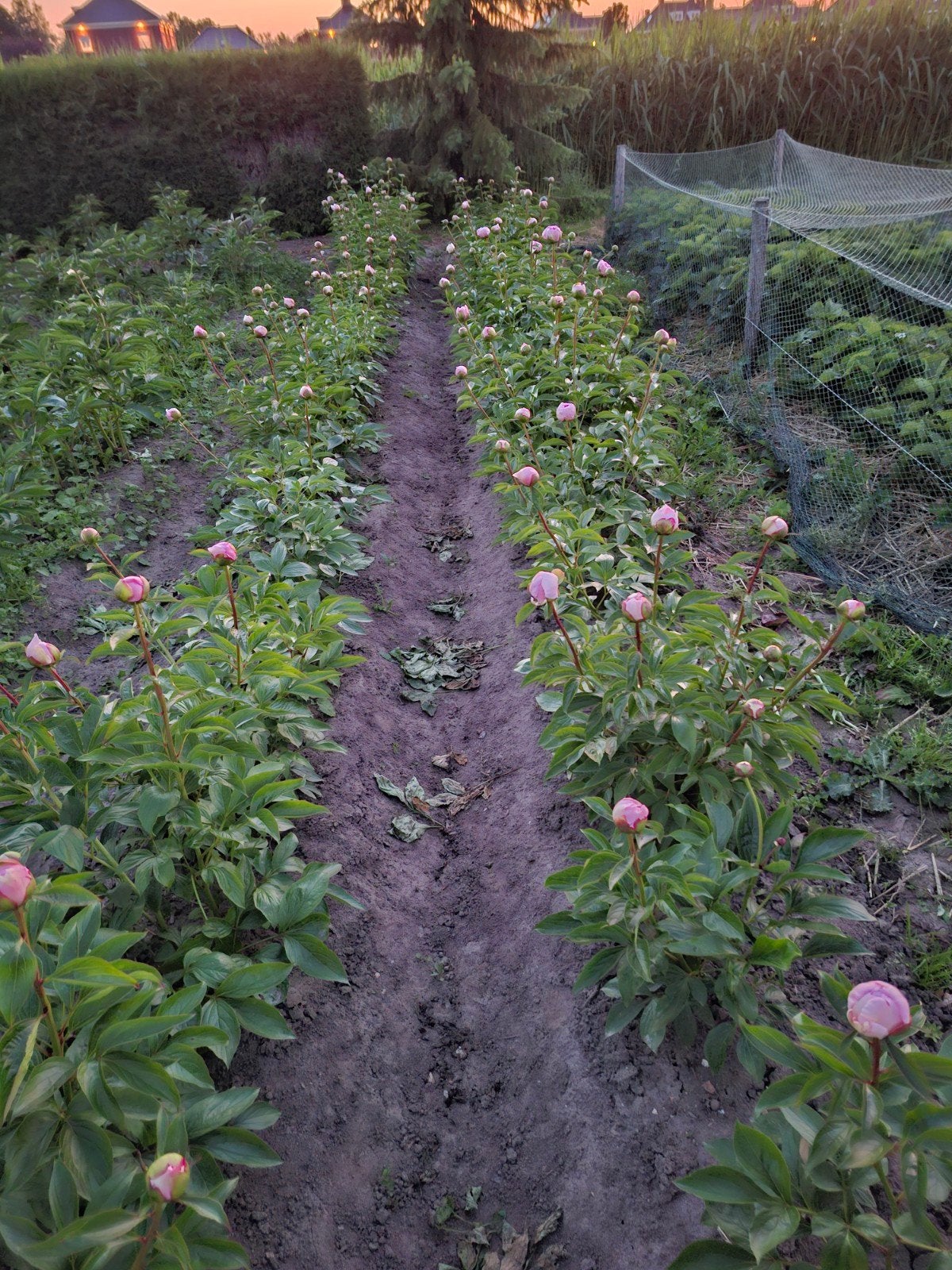 Pioenrozen (Paeonia) - Roze en witte, Tuin en Terras, Volle zon, Vaste plant, Lente, Ophalen
