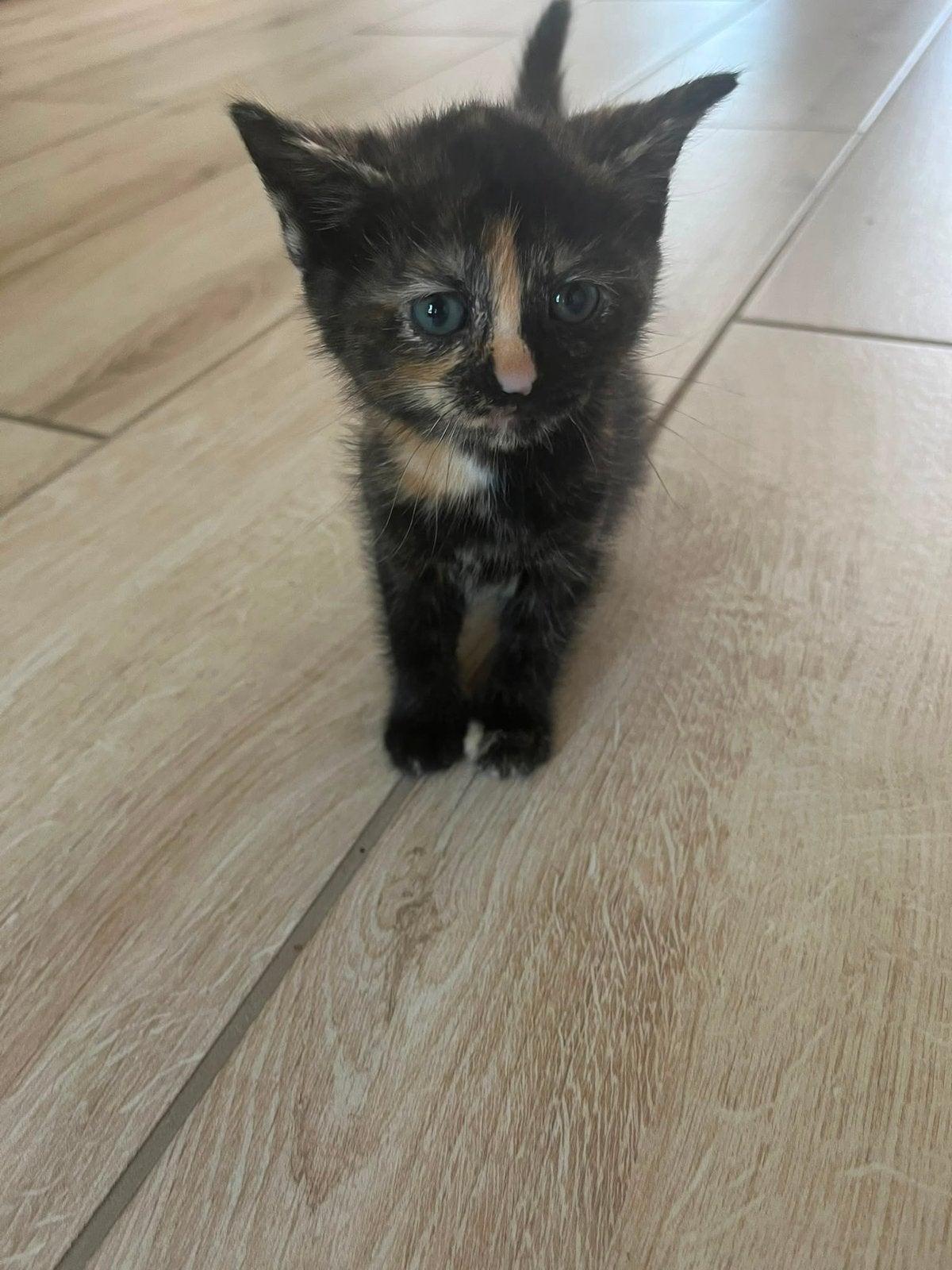2 poezen kittens, Dieren en Toebehoren, Katten en Kittens | Raskatten | Korthaar, Poes