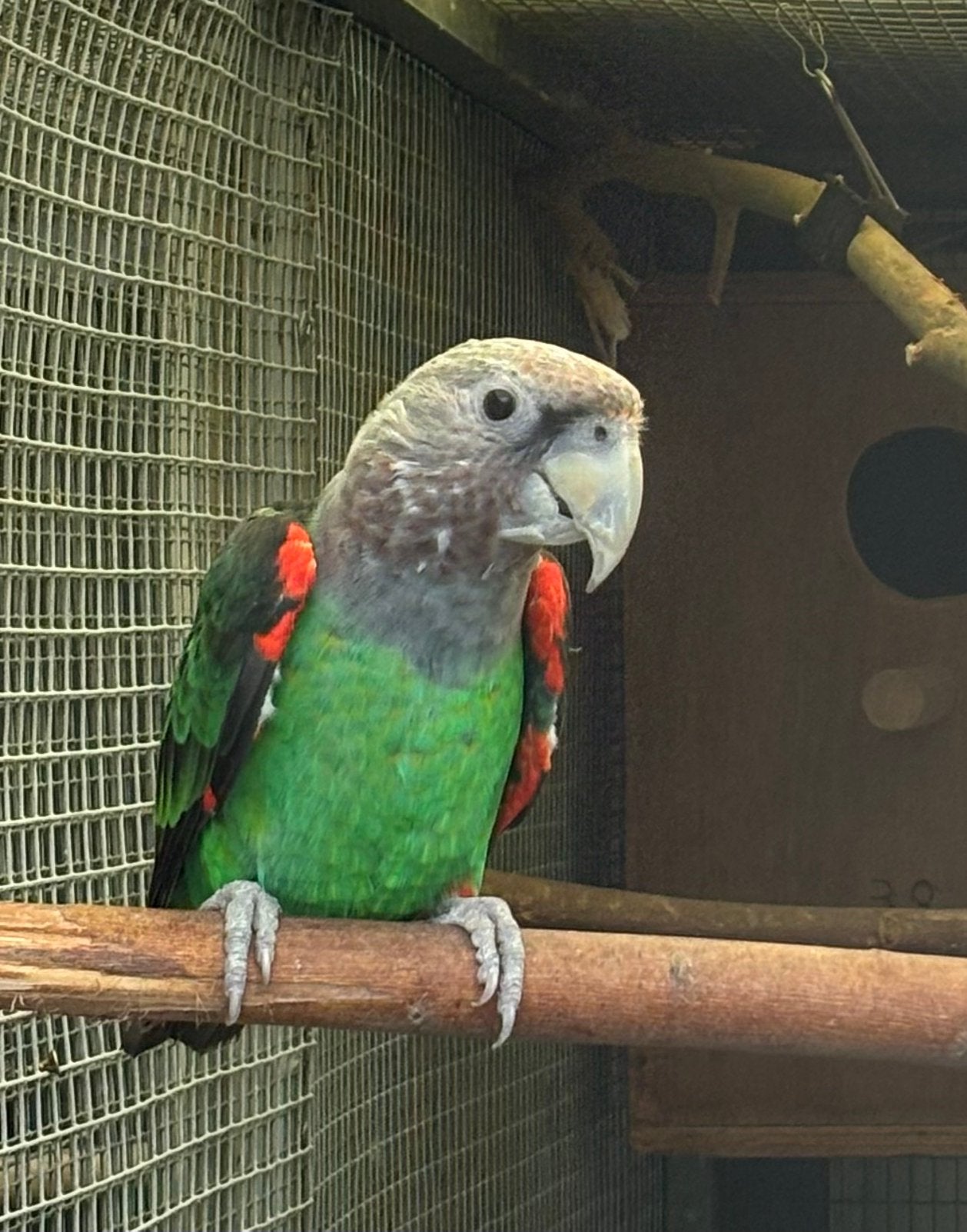Kweekman Kaapse papegaai, Dieren en Toebehoren, Mannelijk, Papegaai, Geringd