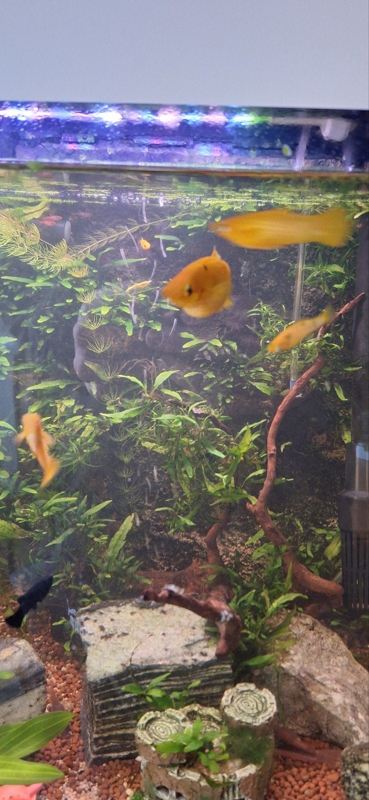 Gele mollies, Vis, Zoetwatervis, Schoolvis