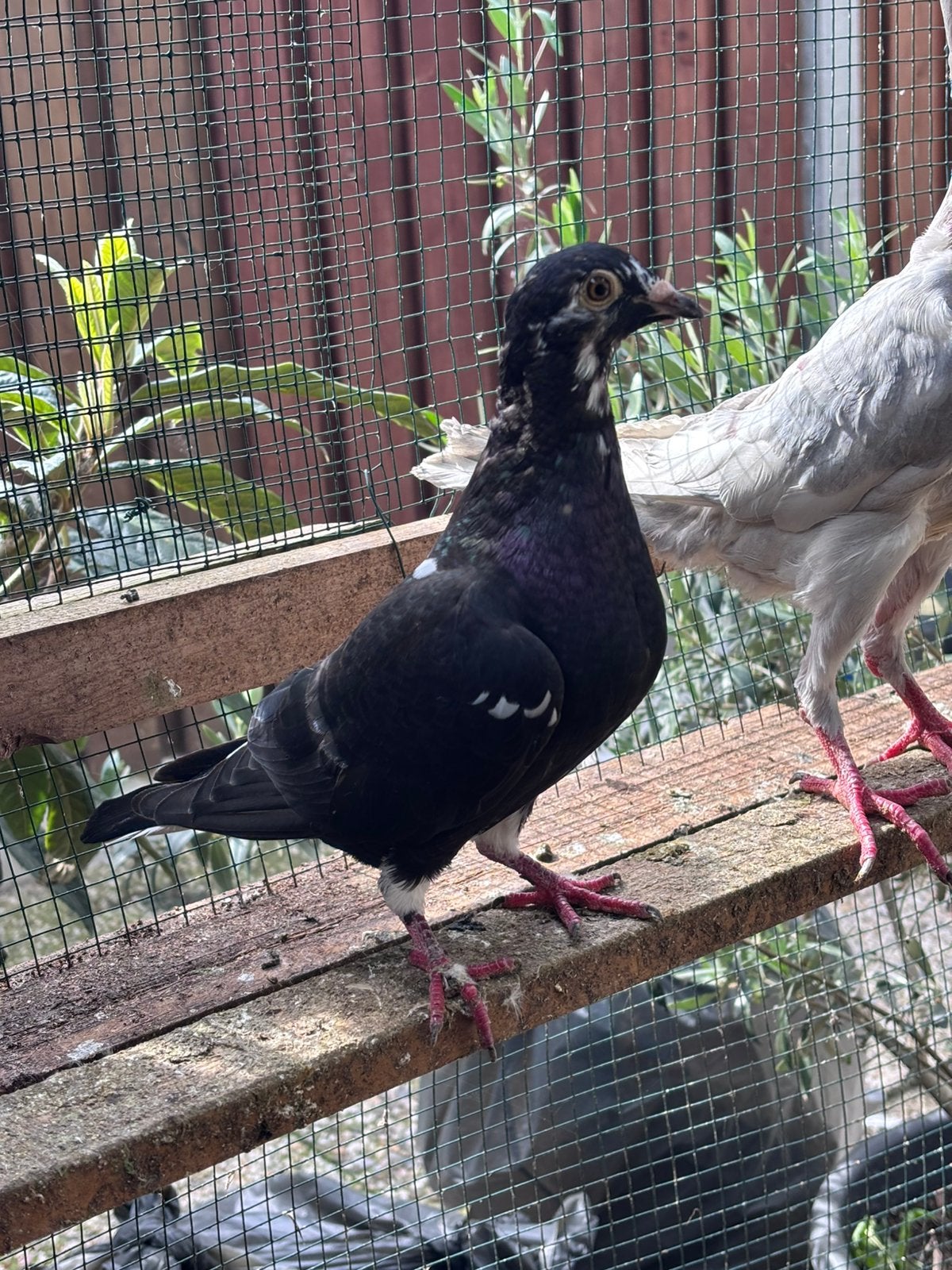 Postduiven, Meerdere dieren, Postduif