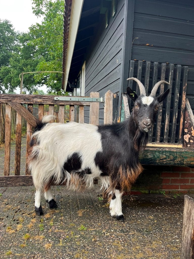 Landgeit Katrien, Dieren en Toebehoren, Vrouwelijk, Geit