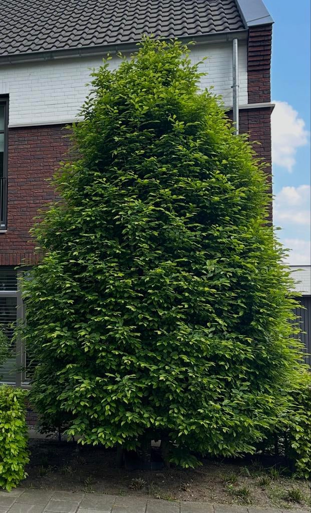 Grote, volgroeide boom, Tuin en Terras, Ophalen