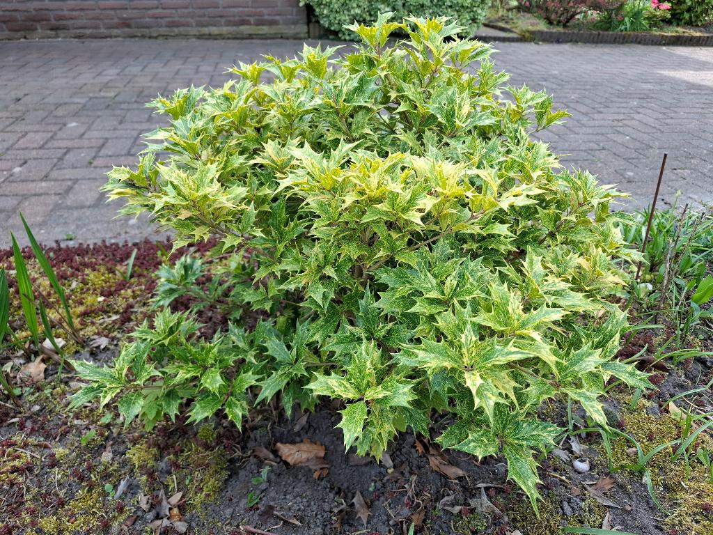 Vaste  tuinplant, Ophalen, Hulst, Struik, Minder dan 100 cm