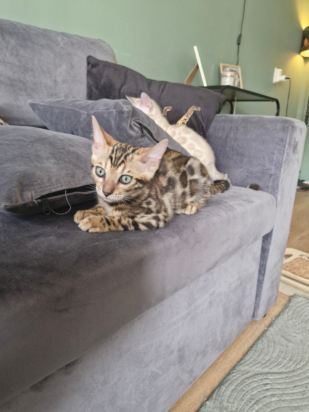 Bengaal kitten zonder stamboom, Dieren en Toebehoren, Poes