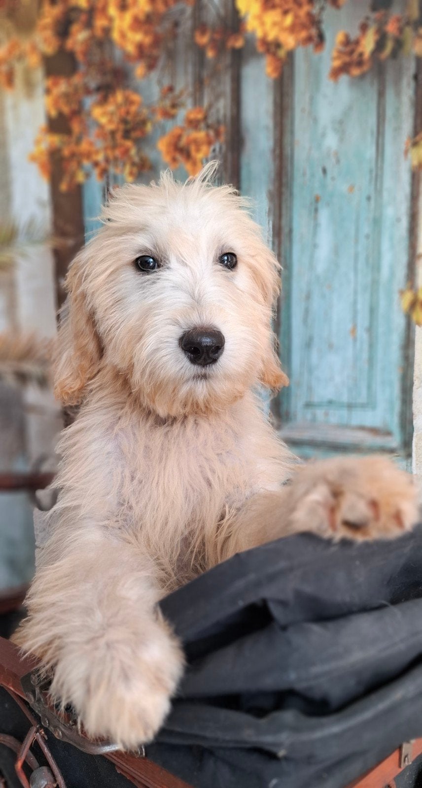 Prachtige Golden doodle pupjes uit gezond geteste ouders️, Parvo, Overige rassen, 8 tot 15 weken, Meerdere