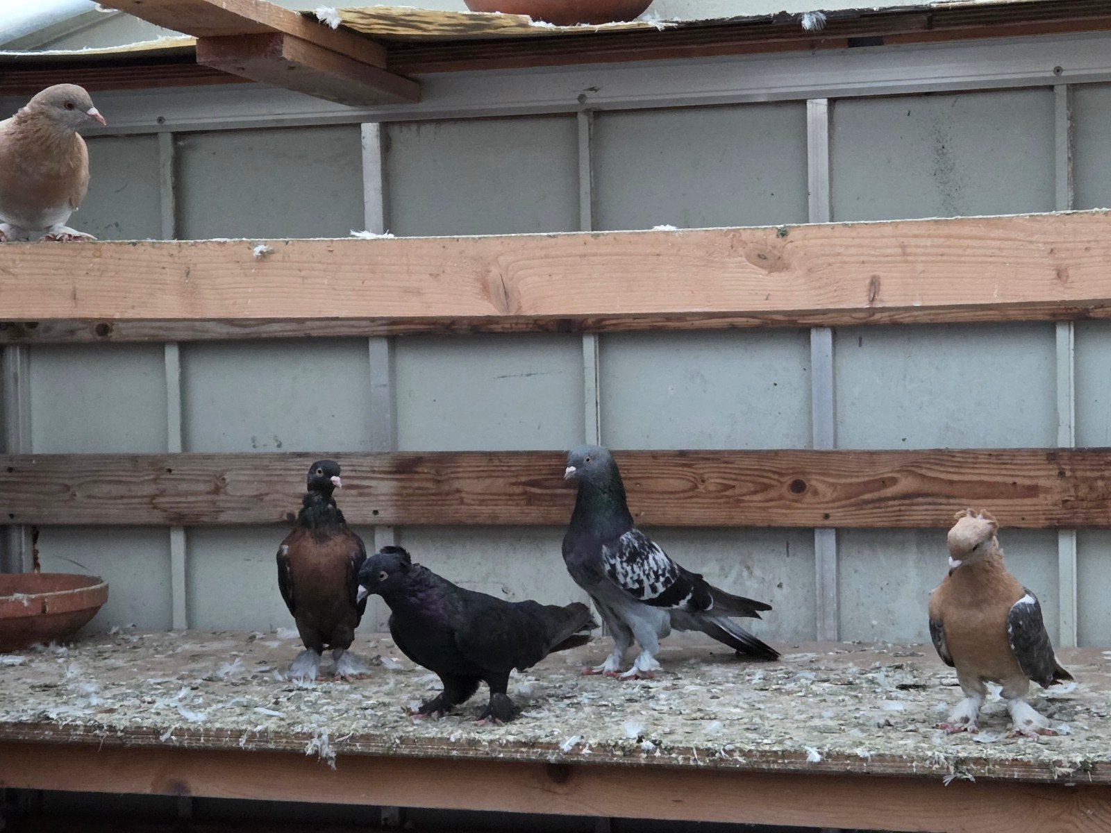 takla s, Meerdere dieren