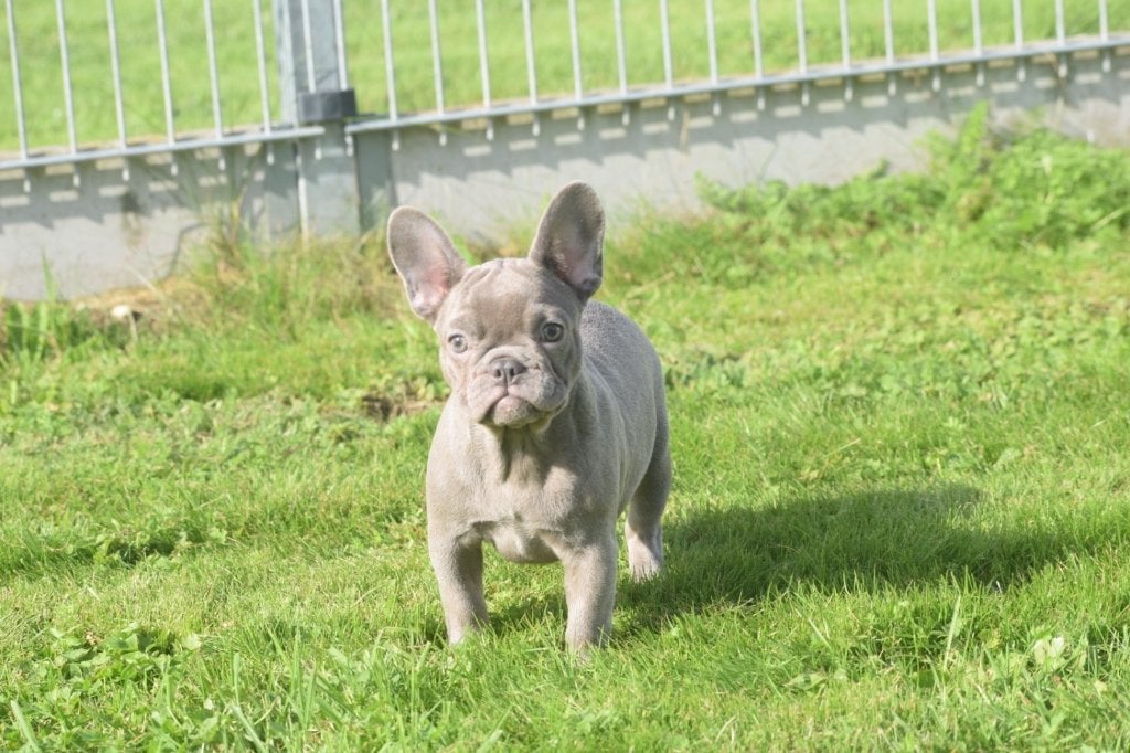 Franse bulldog pup, Dieren en Toebehoren, 15 weken tot 1 jaar, Buitenland, Bulldog, Meerdere