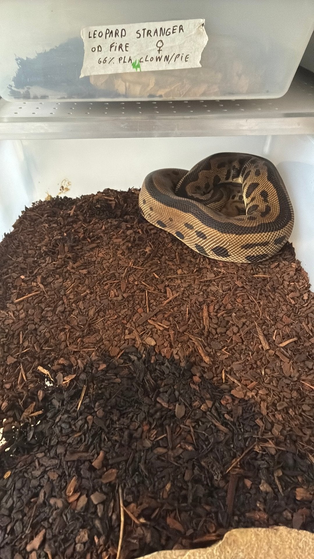 Ball python regius Ball Python photo 3