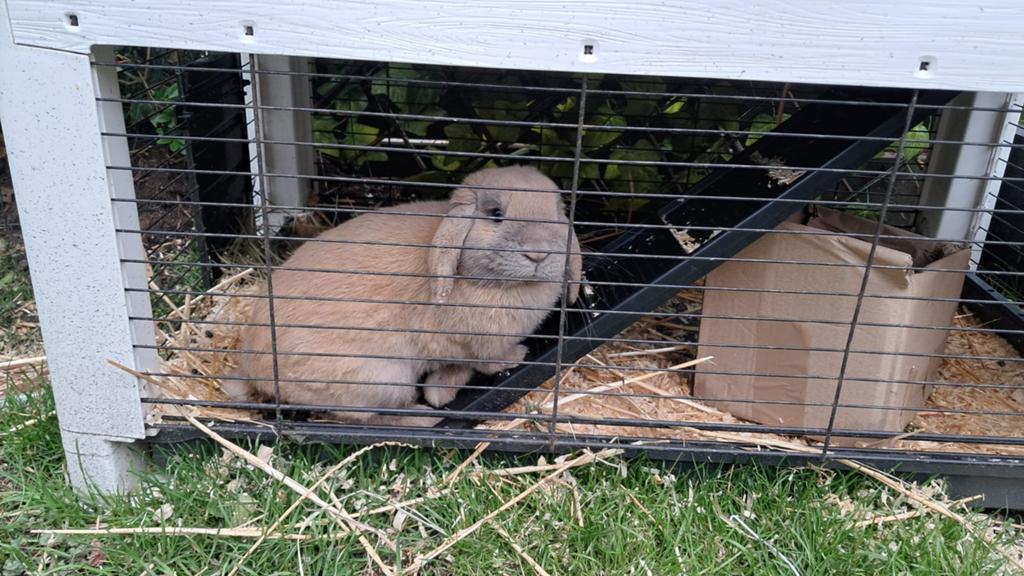Konijn, Dieren en Toebehoren, Mannelijk