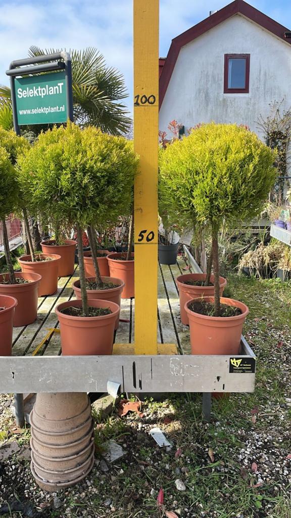 Cupressus Wilma bol op pot, Volle zon, Vaste plant, Bloeit niet, Ophalen