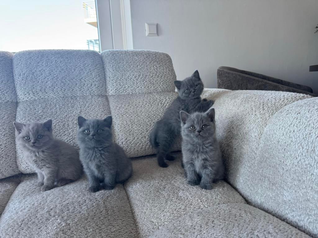 Britse Korthaar kittens zoeken een liefdevol huisje., Dieren en Toebehoren, Katten en Kittens | Raskatten | Korthaar, Ontwormd