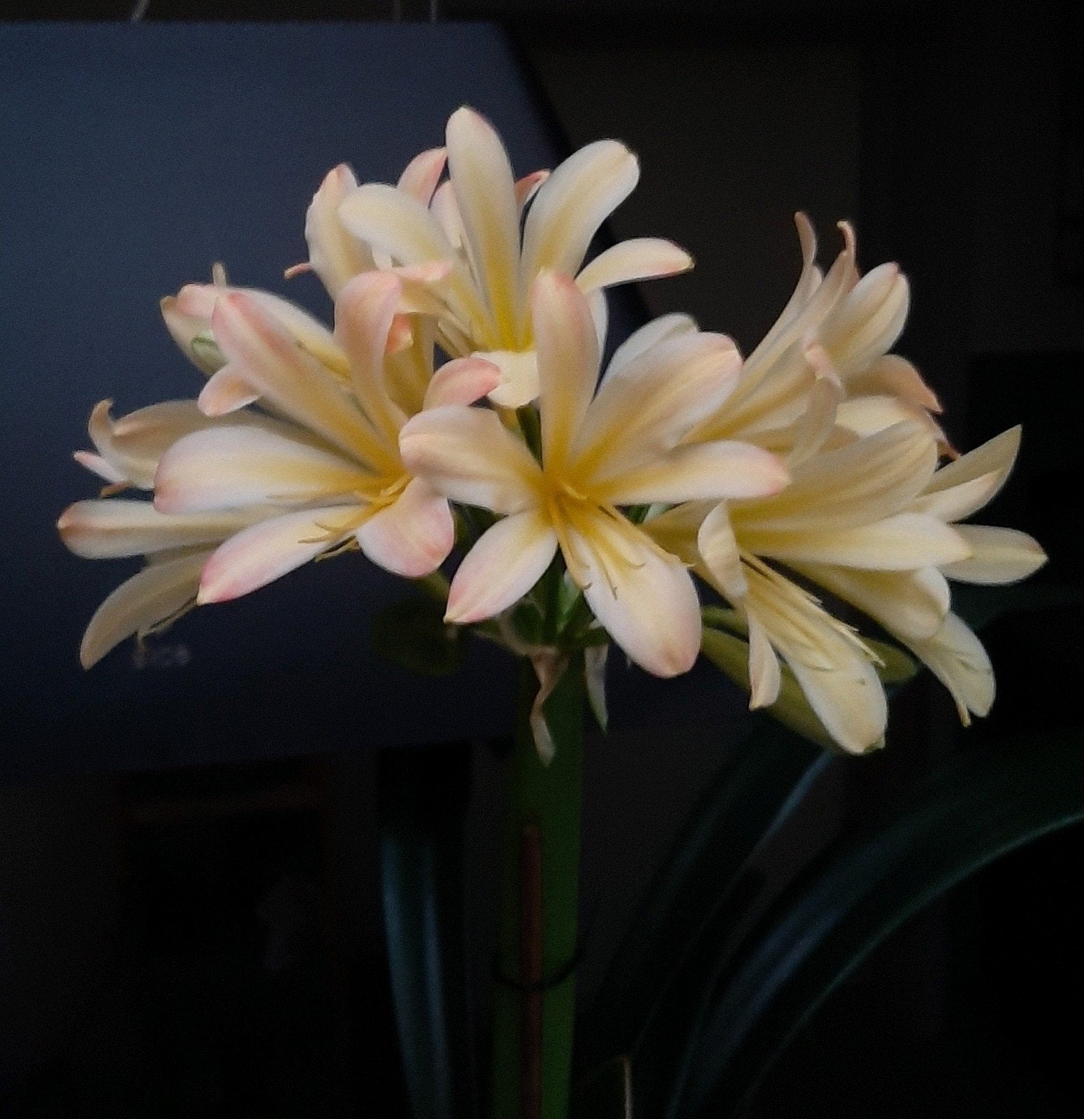 Clivia kruising, stek van plant  Apple Blossom x four Marys, Bloeiende kamerplant, Ophalen of Verzenden, Volledige schaduw, Minder dan 100 cm