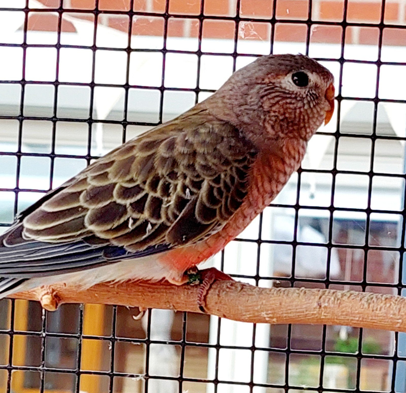 bourkes, Dieren en Toebehoren