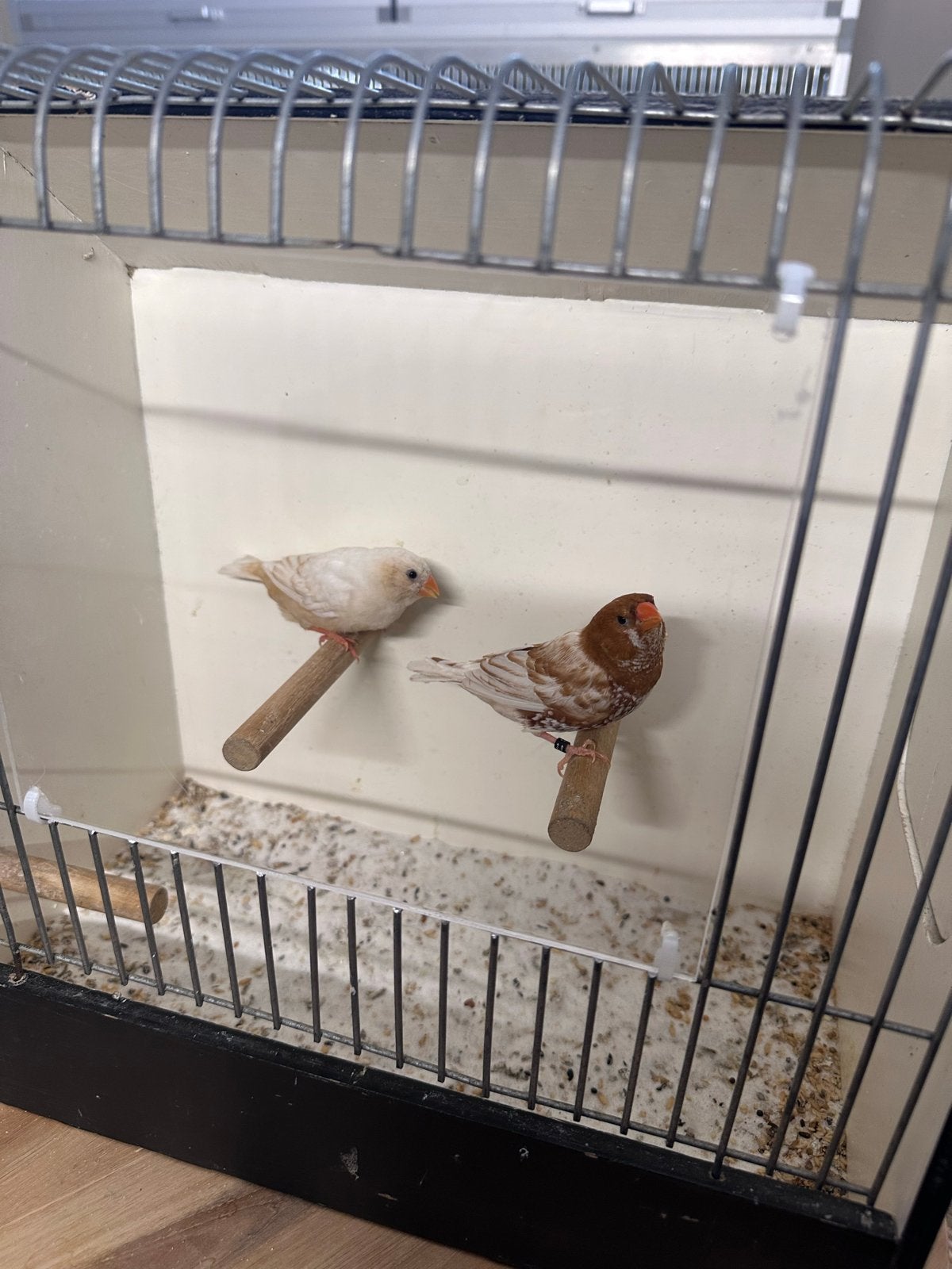 Koppel zebravinken oranjeborst zwartborst isabel, Dieren en Toebehoren, Vogels | Overige Vogels, Tropenvogel