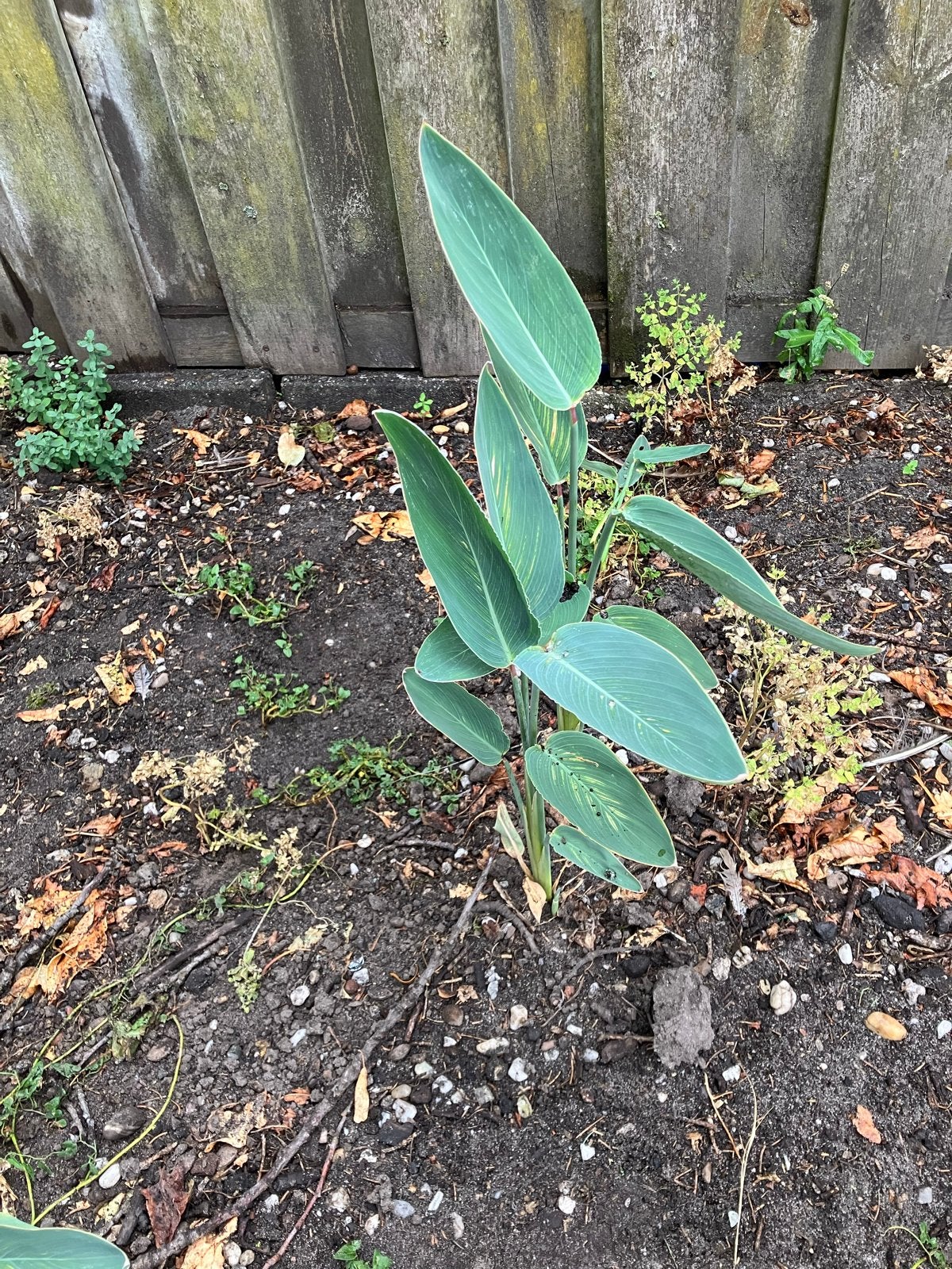Thalia dealbata (vijverplant), Volle zon, Vaste plant, Zomer, Ophalen