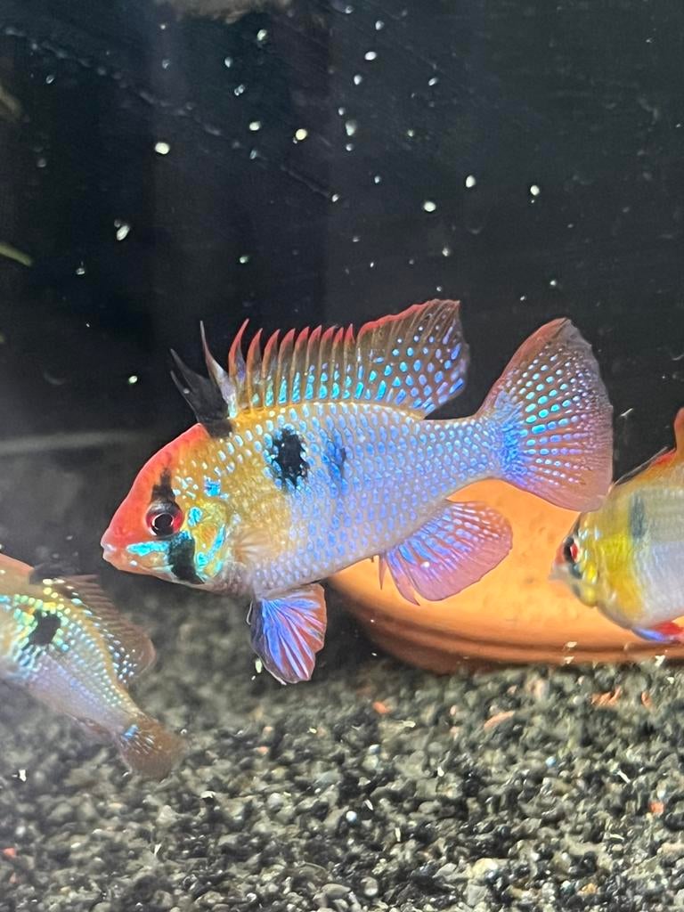 Ramirezi German bleu, Dieren en Toebehoren, Vissen | Aquariumvissen, Vis, Zoetwatervis