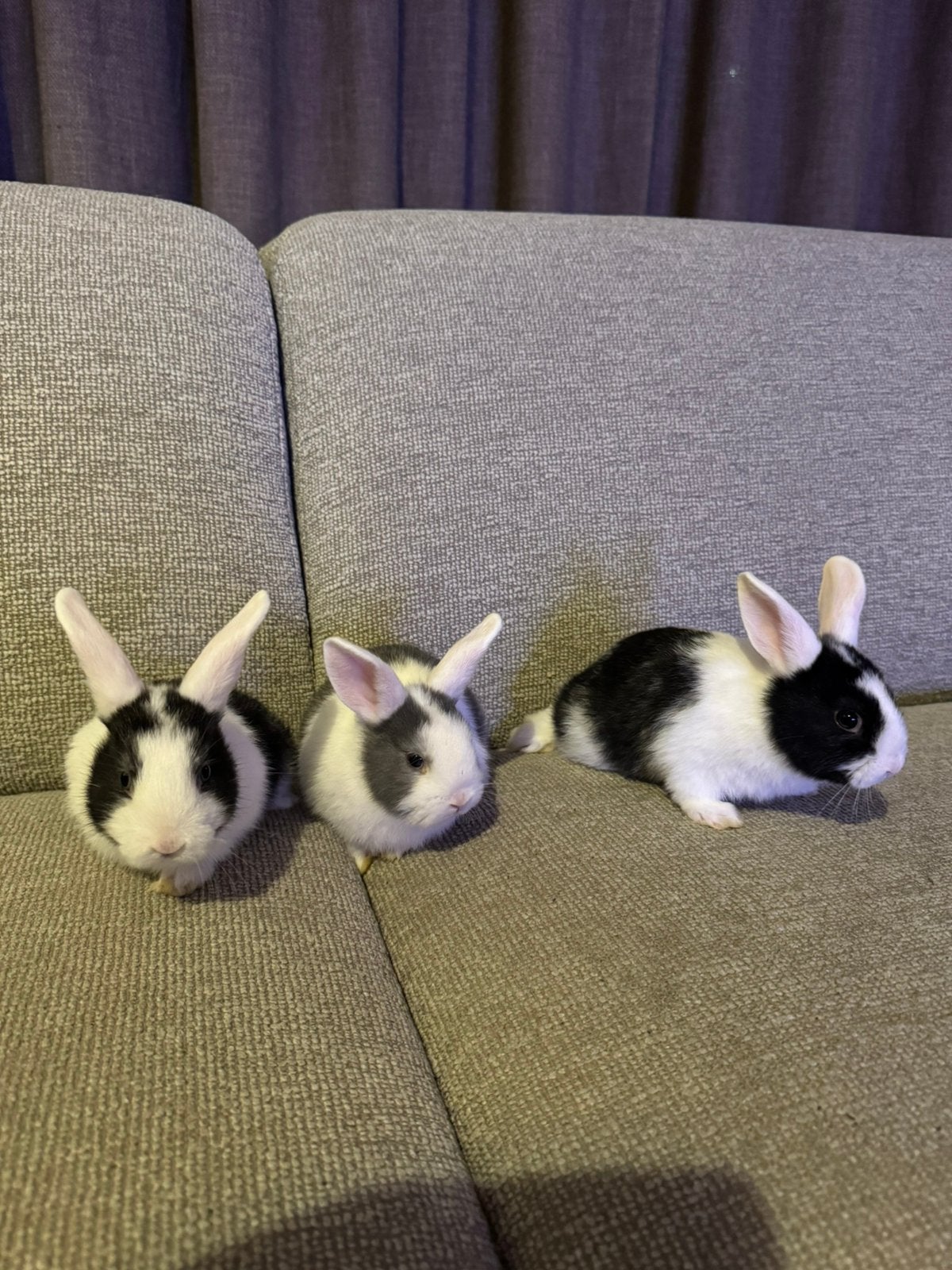 Lieve kleine konijntjes, Meerdere dieren, Dwerg, Hangoor