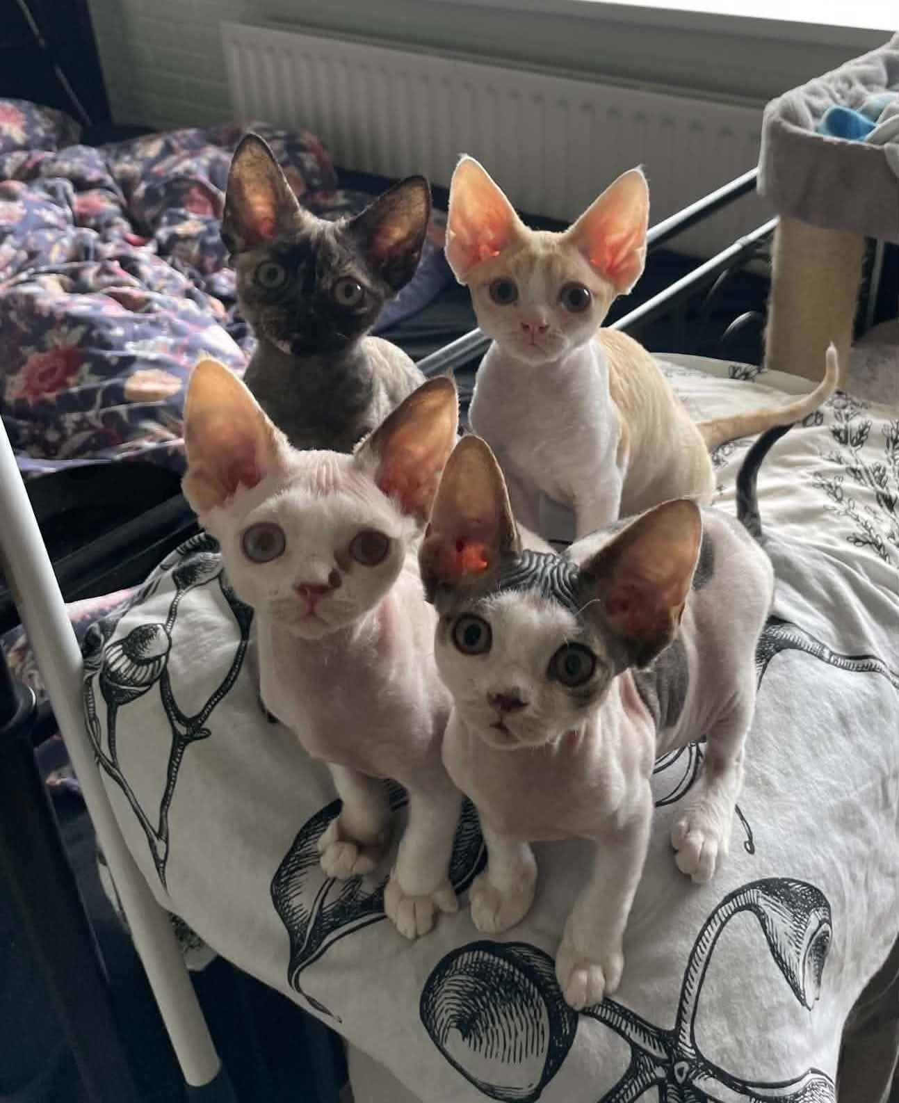 Devon Rex Kitten