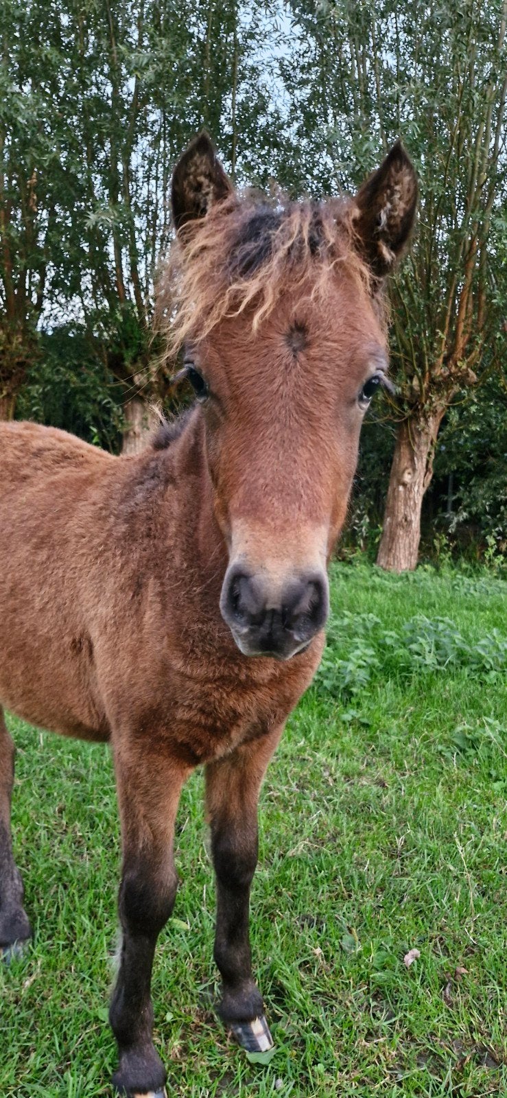 Te koop shetland merrie veulen bruin appoloosa, Dieren en Toebehoren, Merrie, Niet van toepassing, 0 tot 2 jaar, A pony (tot 1.17m)