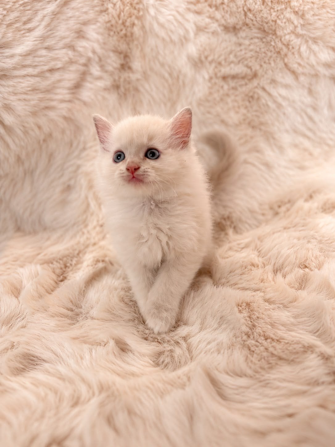 Prachtige Ragdoll kittens in unieke kleuren, Meerdere dieren, Gechipt, 0 tot 2 jaar