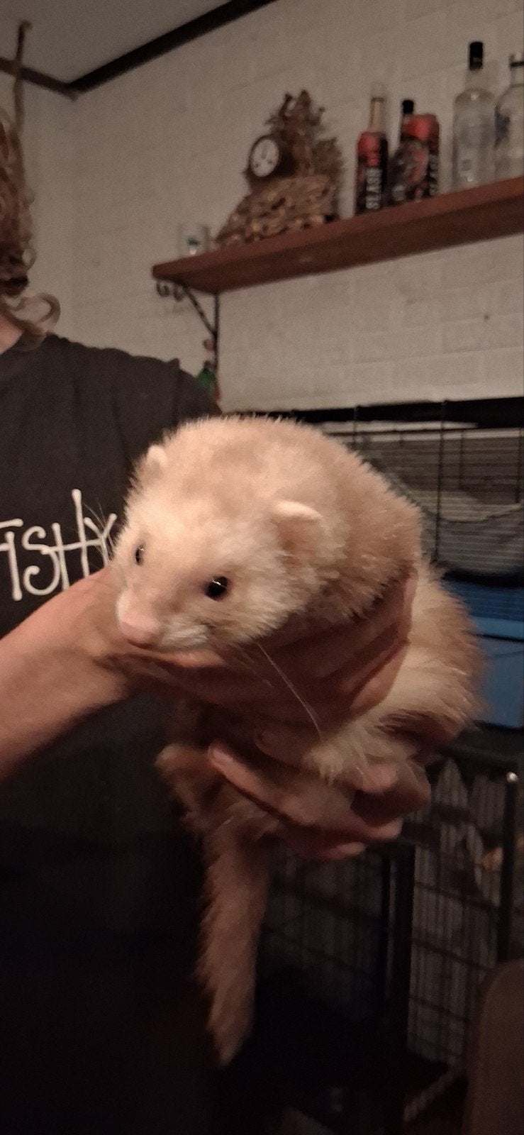 Fret, Dieren en Toebehoren, Overige Dieren, Maart, Mannelijk